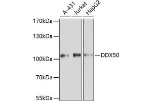 Western blot analysis of extracts of various cell lines, using DDX50 antibody (ABIN6129371, ABIN6139509, ABIN6139510 and ABIN6224730) at 1:3000 dilution. (DDX50 anticorps  (AA 1-135))