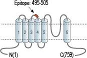 Representative domain view of the target of ABIN7885580.