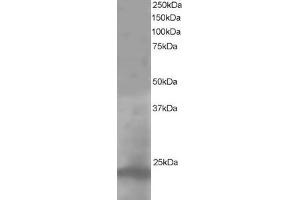 ABIN184993 staining (1µg/ml) of A431 lysate (RIPA buffer, 35µg total protein per lane).