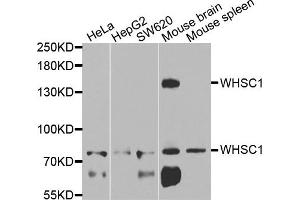 Western blot analysis of extracts of various cells, using WHSC1 antibody. (WHSC1 anticorps)