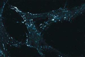 Immunofluorescent staining of WI38 cells with anti-paxillin. (Paxillin anticorps  (AA 1-557))