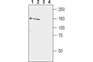 Western blot analysis of rat brain (lanes 1 and 3) and mouse brain (lanes 2 and 4) lysates:1,2.
