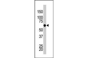 The PCTK3 polyclonal antibody  is used in Western blot to detect PCTK3 in HL-60 cell lysate. (CDK18 anticorps  (N-Term))