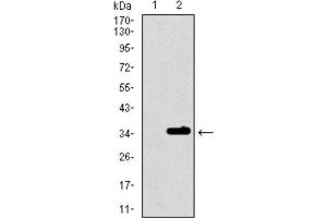 Western Blotting (WB) image for anti-Purinergic Receptor P2Y, G-Protein Coupled, 13 (P2RY13) (AA 1-49) antibody (ABIN1845370) (Purinergic Receptor P2Y, G-Protein Coupled, 13 (P2RY13) (AA 1-49) anticorps)