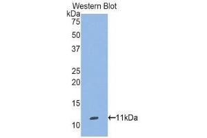 Western Blotting (WB) image for anti-Selenoprotein W, 1 (SEPW1) (AA 1-86) antibody (ABIN1860531) (Selenoprotein W anticorps  (AA 1-86))