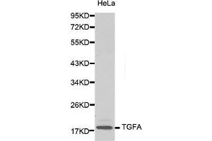 Western Blotting (WB) image for anti-Transforming Growth Factor, alpha (TGFA) (AA 24-98) antibody (ABIN3020948) (TGFA anticorps  (AA 24-98))