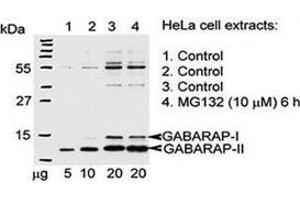 Western blot testing of GABARAP antibody and Hela cells treated with 26S proteasome complex blocker MG132. (GABARAP anticorps  (AA 1-30))