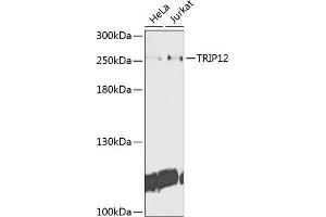 Western blot analysis of extracts of various cell lines, using TRIP12 antibody (ABIN6129753, ABIN6149543, ABIN6149544 and ABIN6225295) at 1:1000 dilution. (TRIP12 anticorps  (AA 1-240))