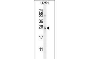 BHLHA15 Antibody (C-term) (ABIN654606 and ABIN2844305) western blot analysis in  cell line lysates (35 μg/lane). (BHLHA15 anticorps  (C-Term))