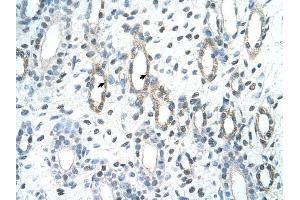 BAG2 antibody was used for immunohistochemistry at a concentration of 4-8 ug/ml to stain Epithelial cells of renal tubule (arrows) in Human Kidney.