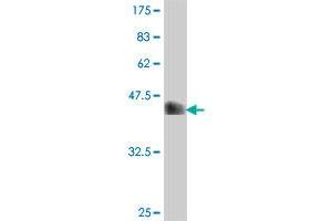 Western Blot detection against Immunogen (38.