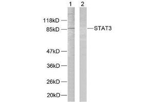 Western blot analysis of extracts from HeLa cells using STAT3 (Ab-727) antibody (E021046). (STAT3 anticorps)