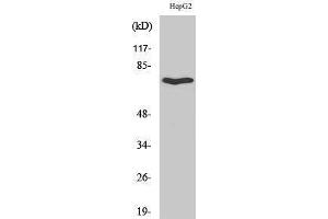 Western Blotting (WB) image for anti-Hypocretin (Orexin) Receptor 2 (HCRTR2) (C-Term) antibody (ABIN3186225) (HCRTR2 anticorps  (C-Term))