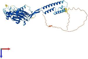 AlphaFold protein structure predicition of Mouse Recombinant Asic1 Protein, UniprotID Q6NXK8