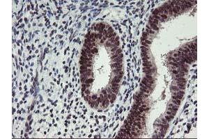 Image no. 1 for anti-Ankyrin Repeat Domain 53 (ANKRD53) (AA 1-300) antibody (ABIN1490719) (ANKRD53 anticorps  (AA 1-300))