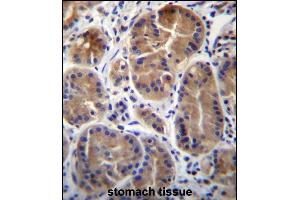 SYPL1 Antibody (N-term) (ABIN656672 and ABIN2845911) immunohistochemistry analysis in formalin fixed and paraffin embedded human stomach tissue followed by peroxidase conjugation of the secondary antibody and DAB staining. (SYPL1 anticorps  (N-Term))