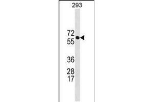 Western blot analysis in 293 cell line lysates (35ug/lane). (BRAP anticorps  (N-Term))