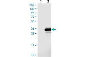 Western blot analysis of Lane 1: Negative control (vector only transfected HEK293T lysate), Lane 2: Over-expression Lysate (Co-expressed with a C-terminal myc-DDK tag (~3. (OLAH anticorps)