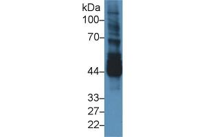 Western blot analysis of Mouse Testis lysate, using Mouse NEK2 Antibody (3 µg/ml) and HRP-conjugated Goat Anti-Rabbit antibody ( (NEK2 anticorps  (AA 148-397))