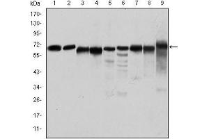 Western blot analysis using PRKAA1 mouse mAb against Jurkat (1), Hela (2), HepG2 (3), MCF-7 (4), Cos7 (5), NIH/3T3 (6), K562 (7), HEK293 (8), and PC-12 (9) cell lysate. (PRKAA1 anticorps)