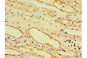 Immunohistochemistry of paraffin-embedded human kidney tissue using ABIN7168521 at dilution of 1:100 (AHCYL1 anticorps  (AA 31-260))