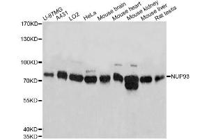 Western blot analysis of extracts of various cell lines, using NUP93 antibody (ABIN1873990) at 1:3000 dilution. (NUP93 anticorps)
