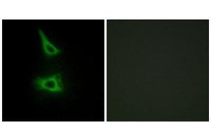 Immunofluorescence (IF) image for anti-LI Cadherin (Internal Region) antibody (ABIN1850218) (LI Cadherin anticorps  (Internal Region))