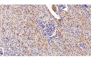 Detection of FKBP7 in Porcine Kidney Tissue using Polyclonal Antibody to FK506 Binding Protein 7 (FKBP7)