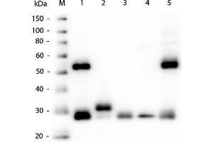 Western Blot of Goat Anti-Mouse IgG (H&L) Antibody. (Chèvre anti-Souris IgG (Heavy & Light Chain) Anticorps - Preadsorbed)