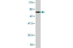 Western Blot detection against Immunogen (79.