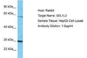 Host: Rabbit Target Name: SEL1L2 Sample Tissue: Human HepG2 Whole Cell Antibody Dilution: 1ug/ml (SEL1L2 anticorps  (N-Term))
