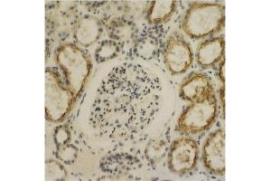 Immunohistochemistry image of Glypican-4 staining in sections of human kidney tissue.