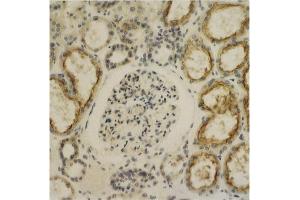 Immunohistochemistry image of Glypican-4 staining in sections of human kidney tissue. (GPC4 anticorps  (AA 509-520))