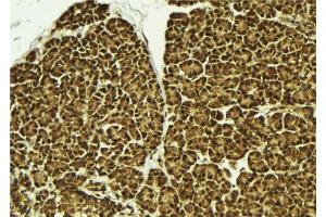 anti-Chromatin Accessibility Complex 1 (CHRAC1) (C-Term) antibody