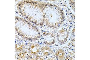 Immunohistochemistry of paraffin-embedded human stomach using CPM antibody at dilution of 1:100 (x40 lens).