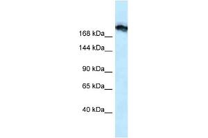 WB Suggested Anti-Tjp1 Antibody Titration: 1. (TJP1 anticorps  (N-Term))