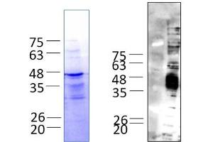 Western Blotting (WB) image for GDNF Family Receptor alpha Like (GFRAL) (AA 20-349) protein (His tag) (ABIN3123818)