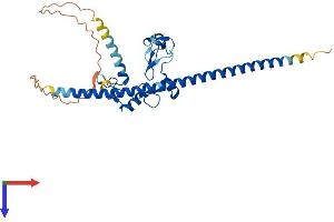 AlphaFold protein structure predicition of Human Recombinant FAM76A Protein, UniprotID Q8TAV0