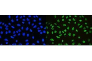 IF analysis of nmt55/p54nrb using anti-nmt55/p54nrb antibody (ABIN3044530).