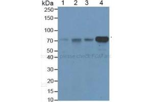 SDS-PAGE of Protein Standard from the Kit  (Highly purified E.