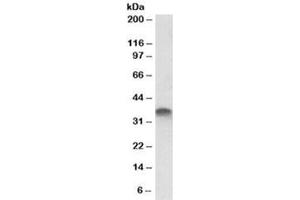 Western blot testing of placenta lysate with STX11 antibody at 1ug/ml. (Syntaxin 11 anticorps)