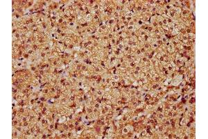 IHC image of ABIN7169059 diluted at 1:1200 and staining in paraffin-embedded human adrenal gland tissue performed on a Leica BondTM system.