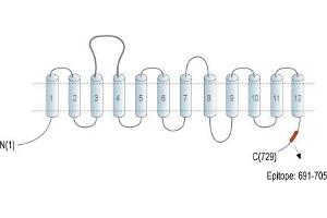 Representative domain view of the target of ABIN7885511.