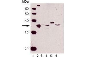 Western blot analysis of HO-2: Lane 1: MWM, Lane 2: HO-2 (human), (recombinant) , Lane 3: HeLa (Heat Shocked) Cell Lysate, Lane 4: L929 Cell Lysate, Lane 5: RK-13 Cell Lysate, Lane 6: CHO-K1 Cell Lysate (HMOX2 anticorps)