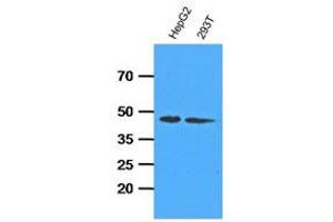 Western Blotting (WB) image for anti-Adenosine Kinase (ADK) antibody (ABIN781539) (ADK anticorps)