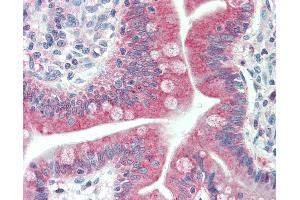 Anti-MAP1LC3C / LC3C antibody IHC staining of human small intestine. (LC3C anticorps  (Thr48))
