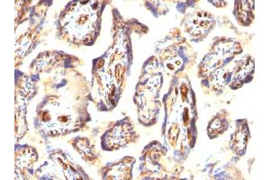 Formalin-fixed, paraffin-embedded human Placenta stained with Podocalyxin Mouse Monoclonal Antibody (3D3). (PODXL anticorps  (Extracellular Domain))