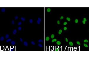Immunofluorescence analysis of 293T cells using Monomethyl-Histone H3-R17 antibody (ABIN5969825). (Histone 3 anticorps  (H3R17me))
