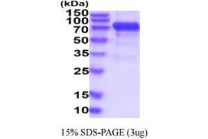 SDS-PAGE (SDS) image for GDNF Family Receptor alpha 3 (GFRA3) (AA 32-374) protein (hIgG-His-tag) (ABIN6388027)