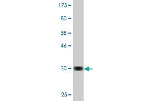 Western Blot detection against Immunogen (33.